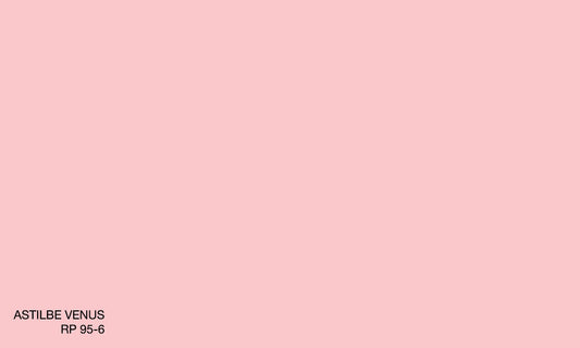 ASTILBE VENUS RP 95-6 (R.COAT)